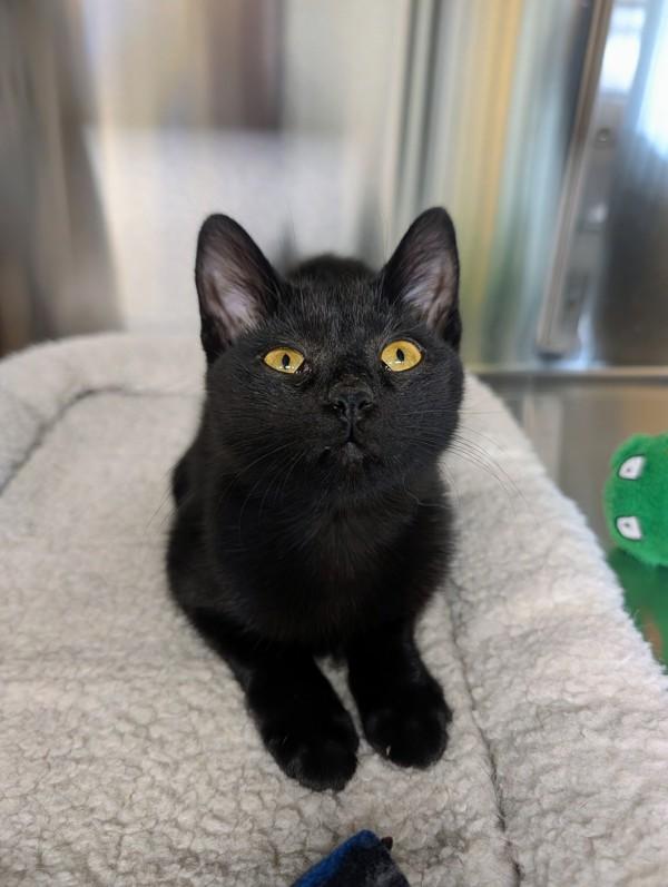 Pumpkinpie, Adoptable, Kitten Female Domestic Short Hair.