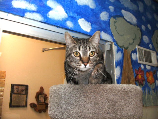 Enlarge Darcy, a Adoptable Manx in Lago Vista, TX image 7/10