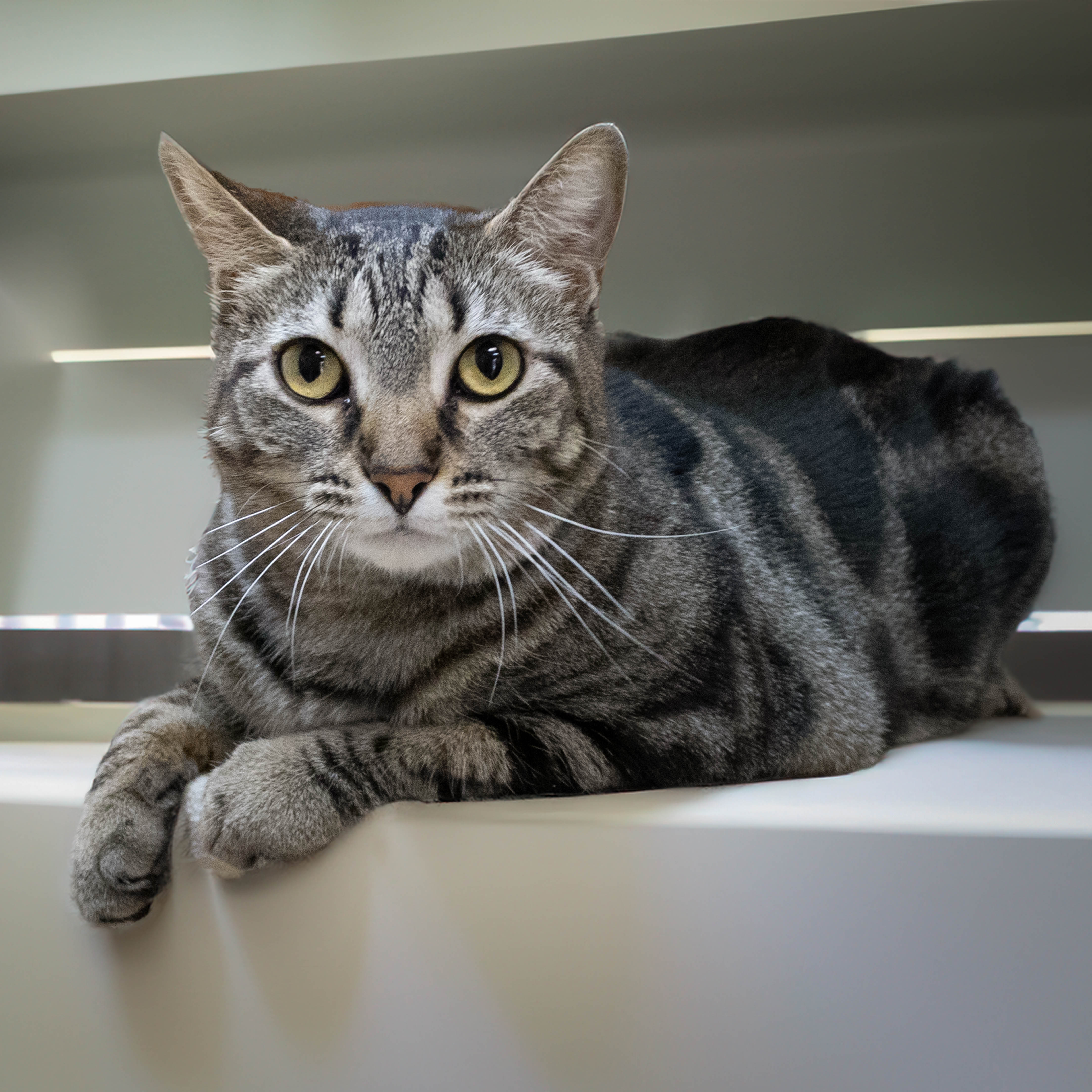 Darcy, a Adoptable Manx in Lago Vista, TX image 1/10