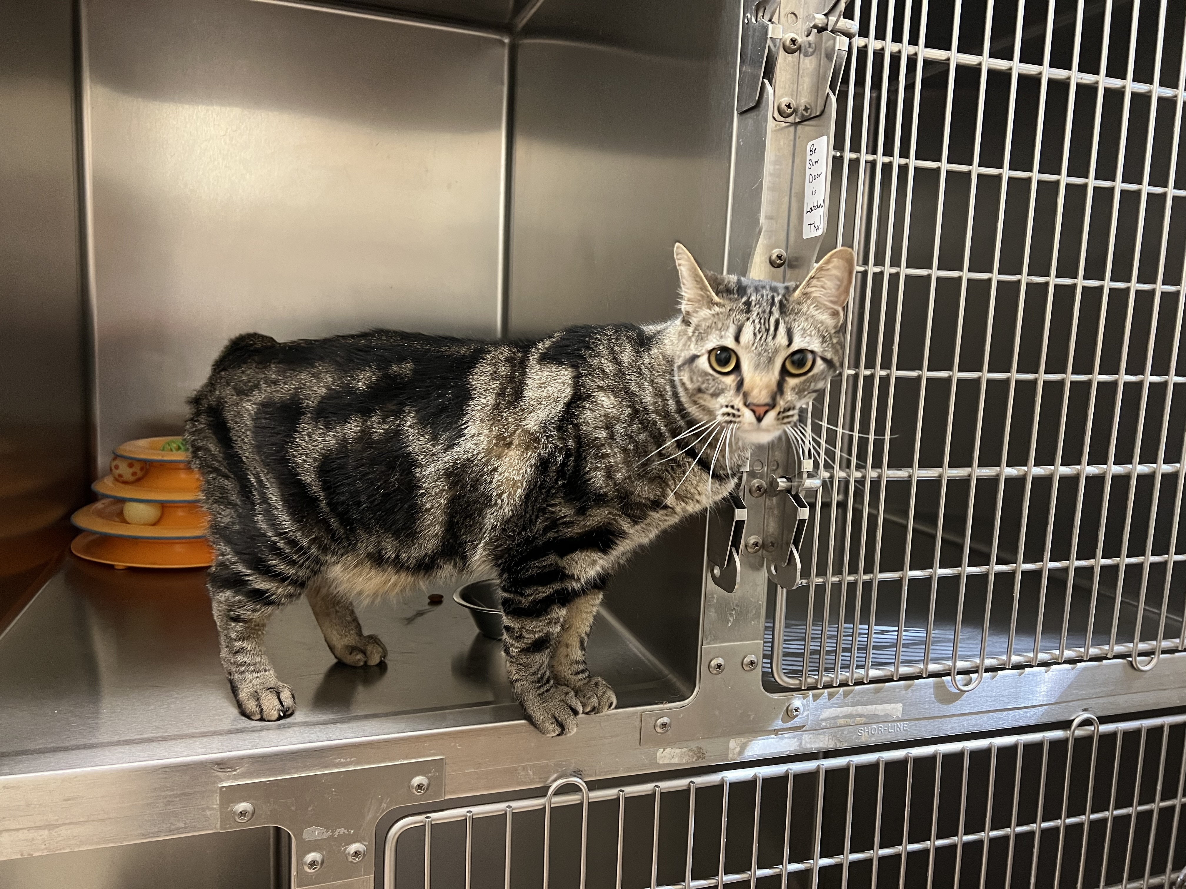 Enlarge Darcy, a Adoptable Manx in Lago Vista, TX image 10/10