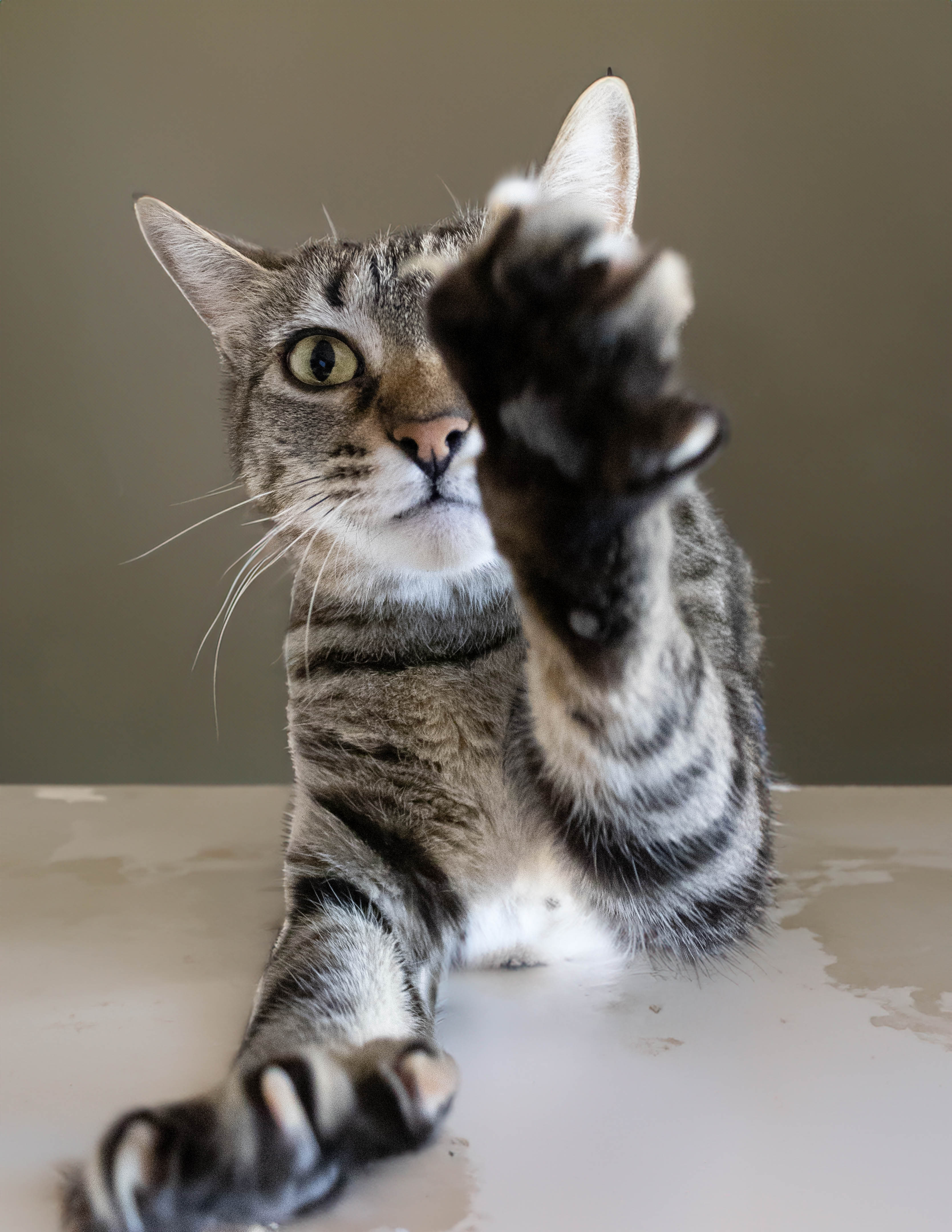 Enlarge Darcy, a Adoptable Manx in Lago Vista, TX image 8/10