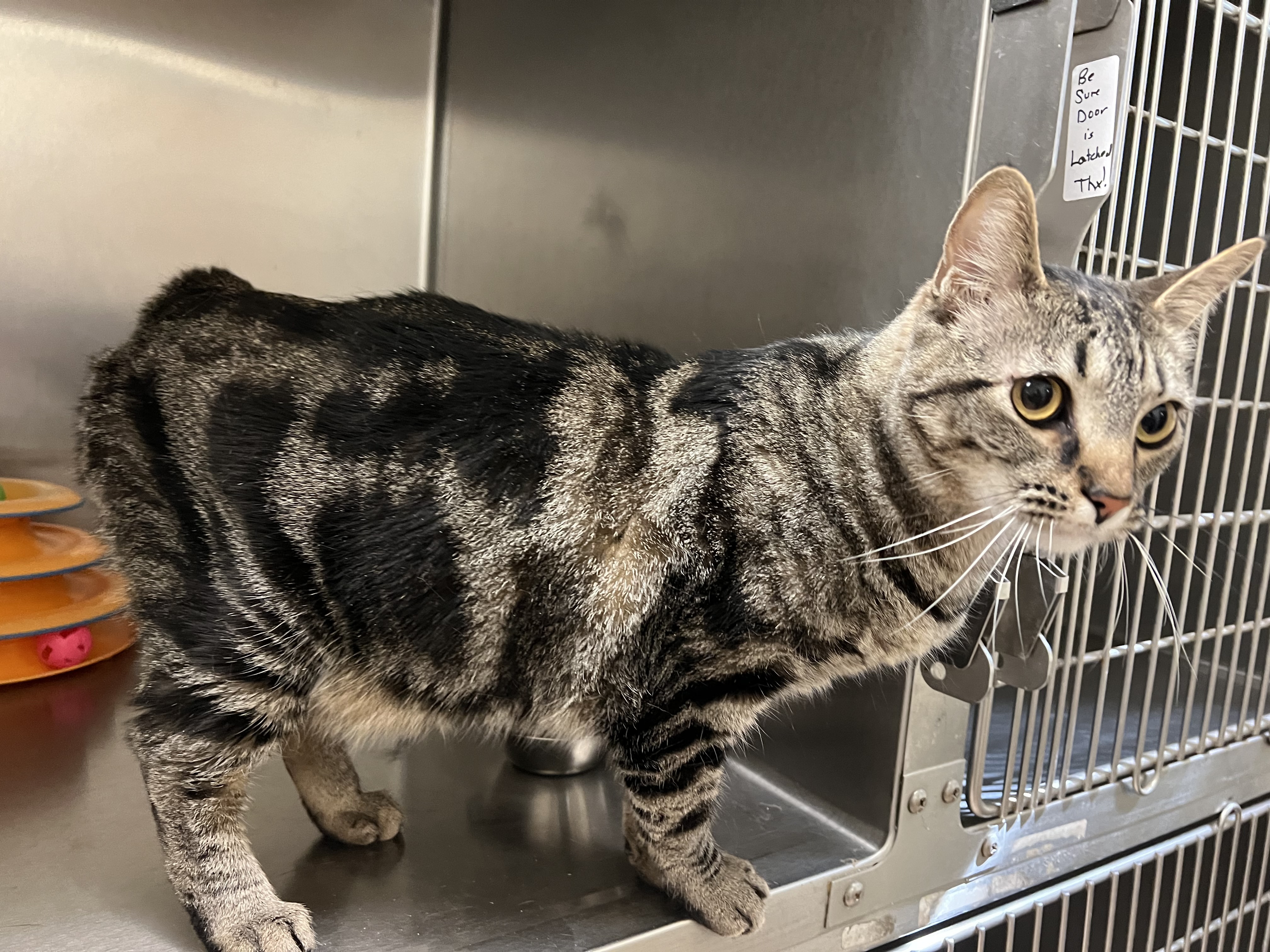 Enlarge Darcy, a Adoptable Manx in Lago Vista, TX image 9/10