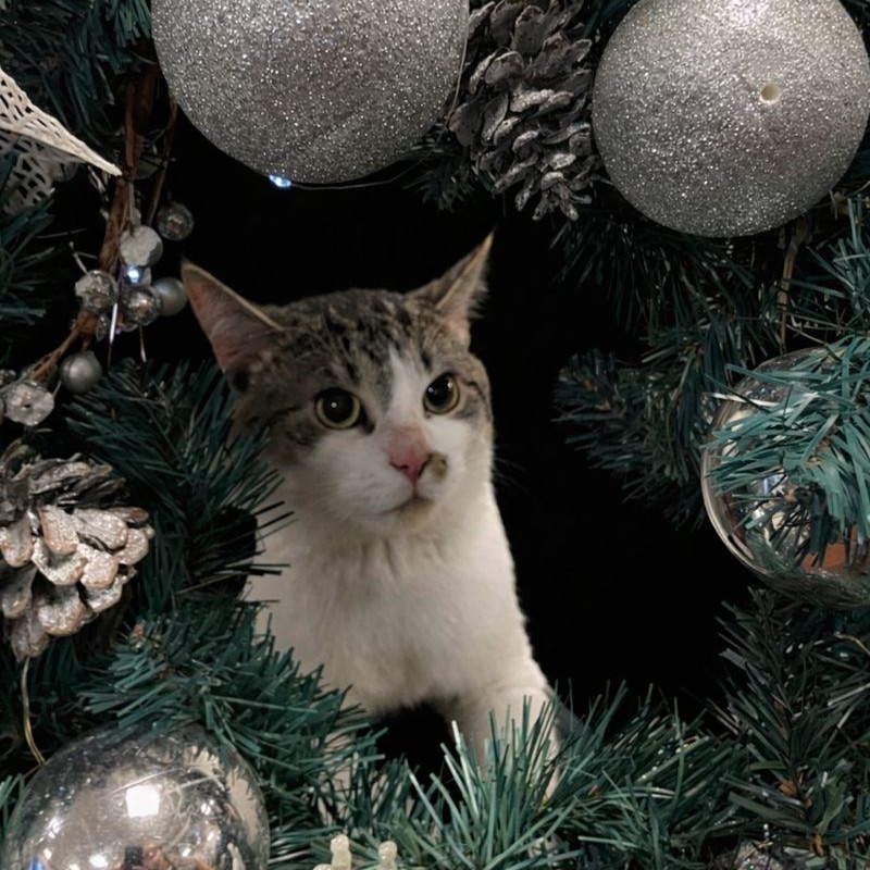 Enlarge Ozzy CS-424/25, a Adoptable Domestic Short Hair in Burlington, ON image 1/2