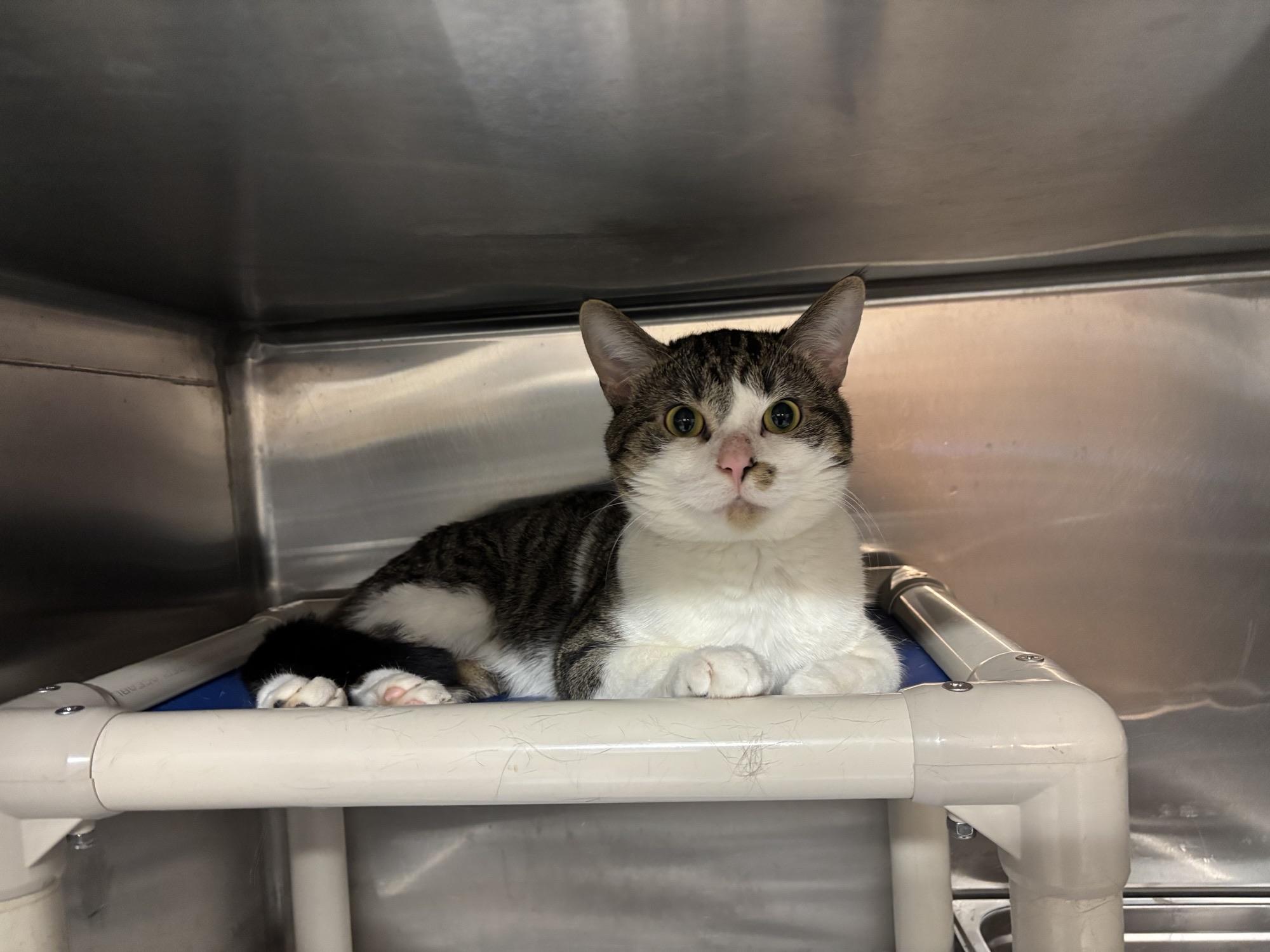 Enlarge Ozzy CS-424/25, a Adoptable Domestic Short Hair in Burlington, ON image 2/2