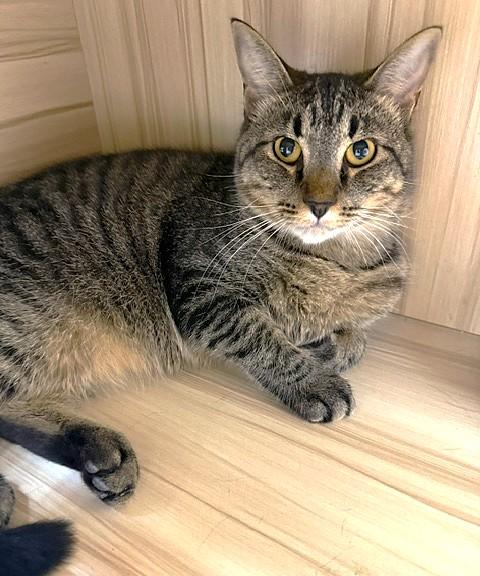 Prince, ADOPTABLE, Adult Male Domestic Short Hair.