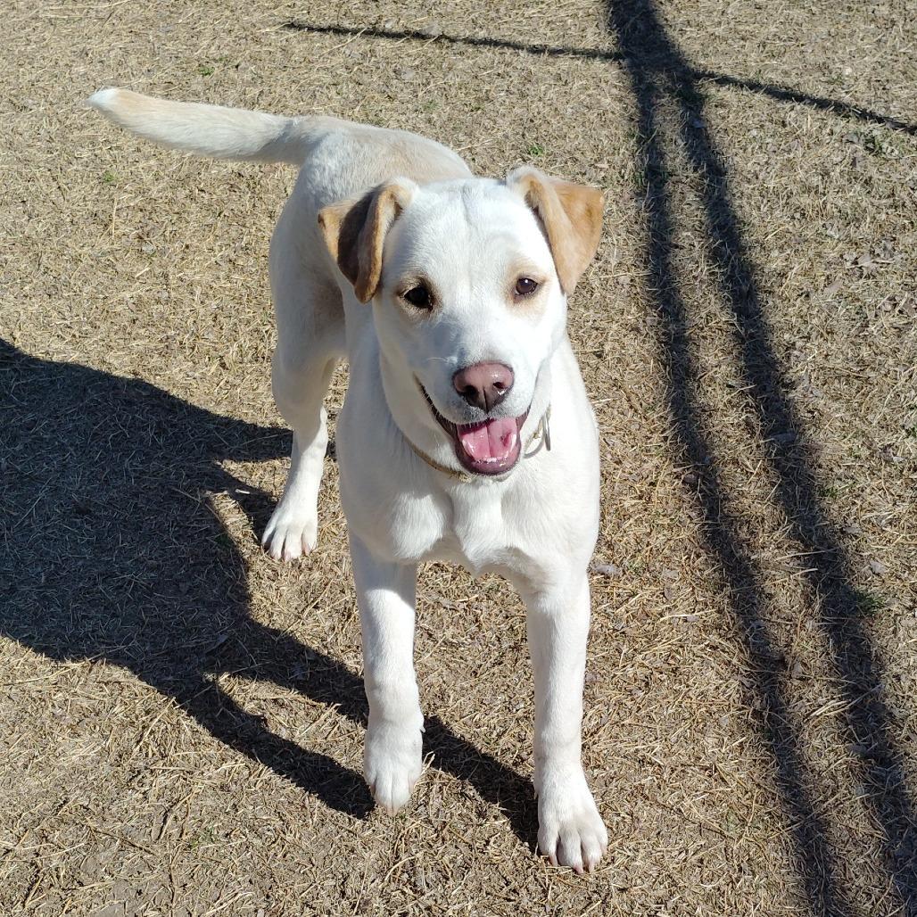 Enlarge Chapel, a Adoptable mixed breed in Tulsa, OK image 3/6
