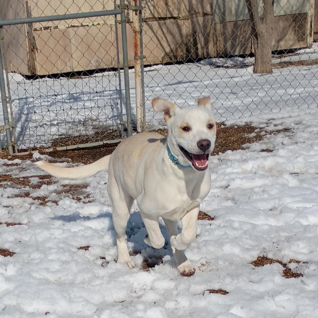 Enlarge Chapel, a Adoptable mixed breed in Tulsa, OK image 6/6