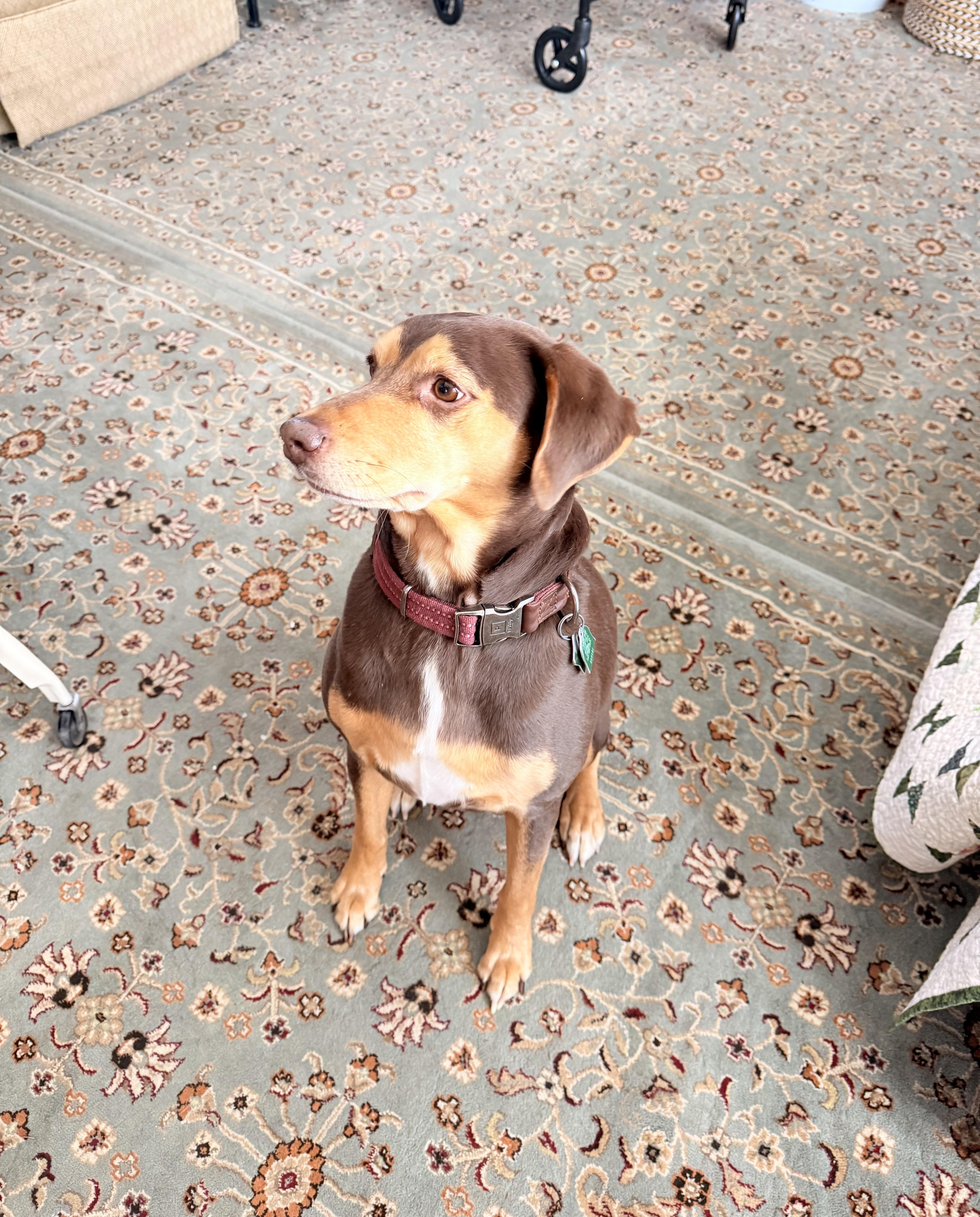 Sasha - Courtesy Post, an adoptable mixed breed in Milford, NH image 2/2