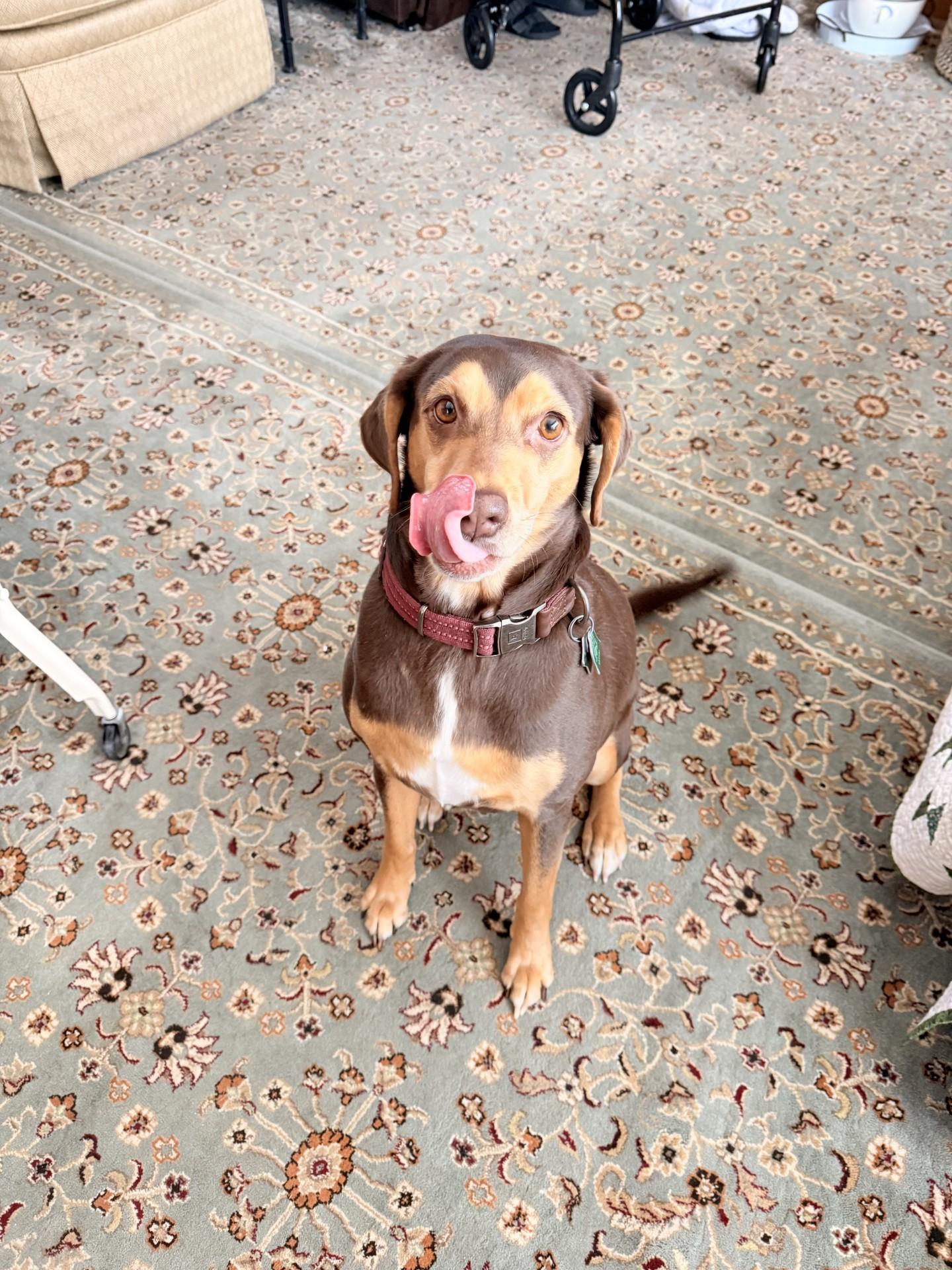 Sasha - Courtesy Post, adoptable, Adult Female Terrier.