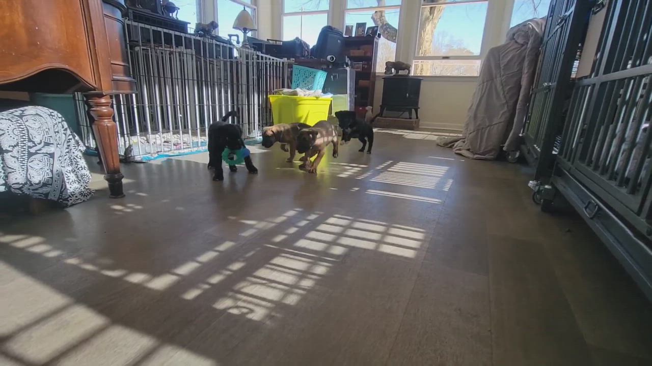 Enlarge Tilly, a Adopted mixed breed in Athens, AL video 1/6