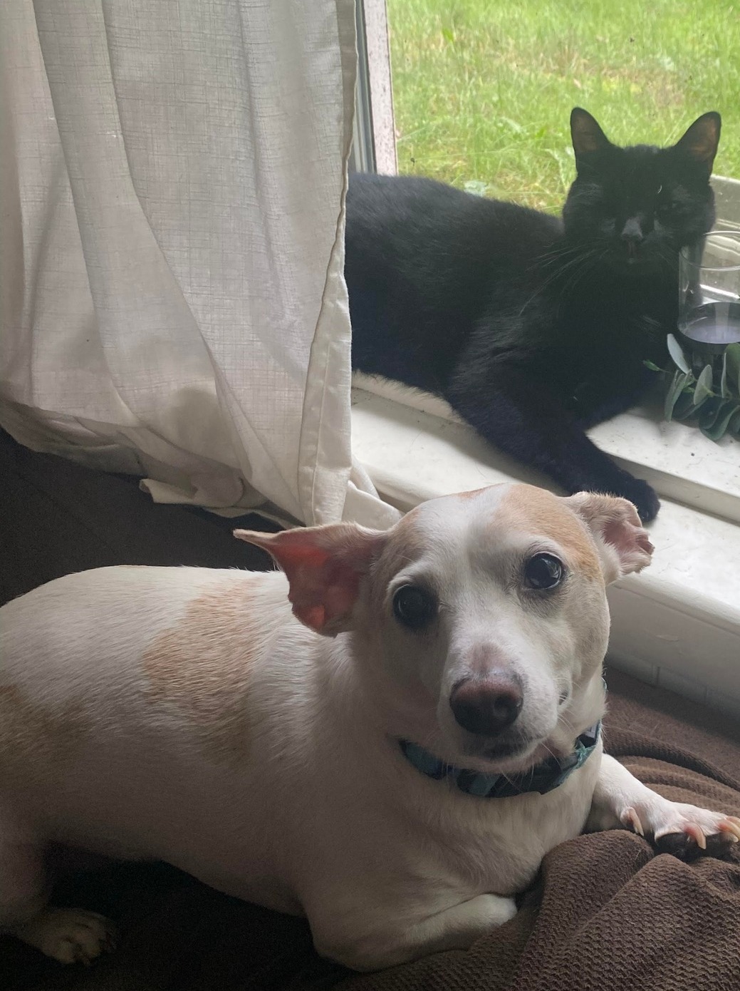 Dog for adoption Casey, a Chihuahua in HANSON, MA Petfinder