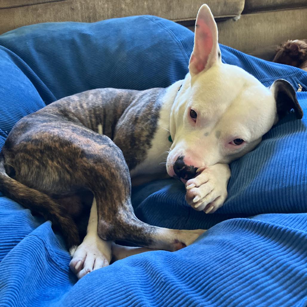 Snoopy, Adoptable, Adult Male Pit Bull Terrier.