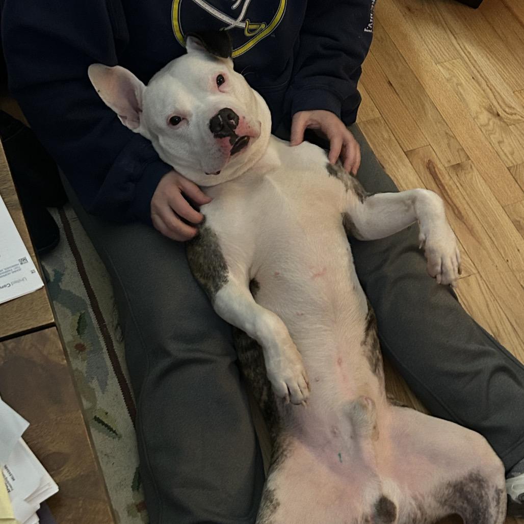 Enlarge Snoopy, a Adoptable Pit Bull Terrier in Reisterstown, MD image 2/4