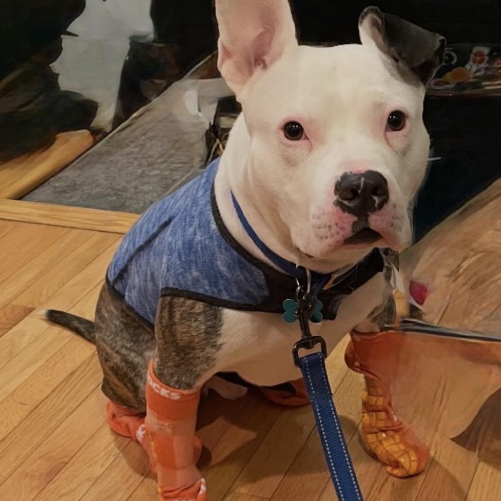 Enlarge Snoopy, a Adoptable Pit Bull Terrier in Reisterstown, MD image 3/4