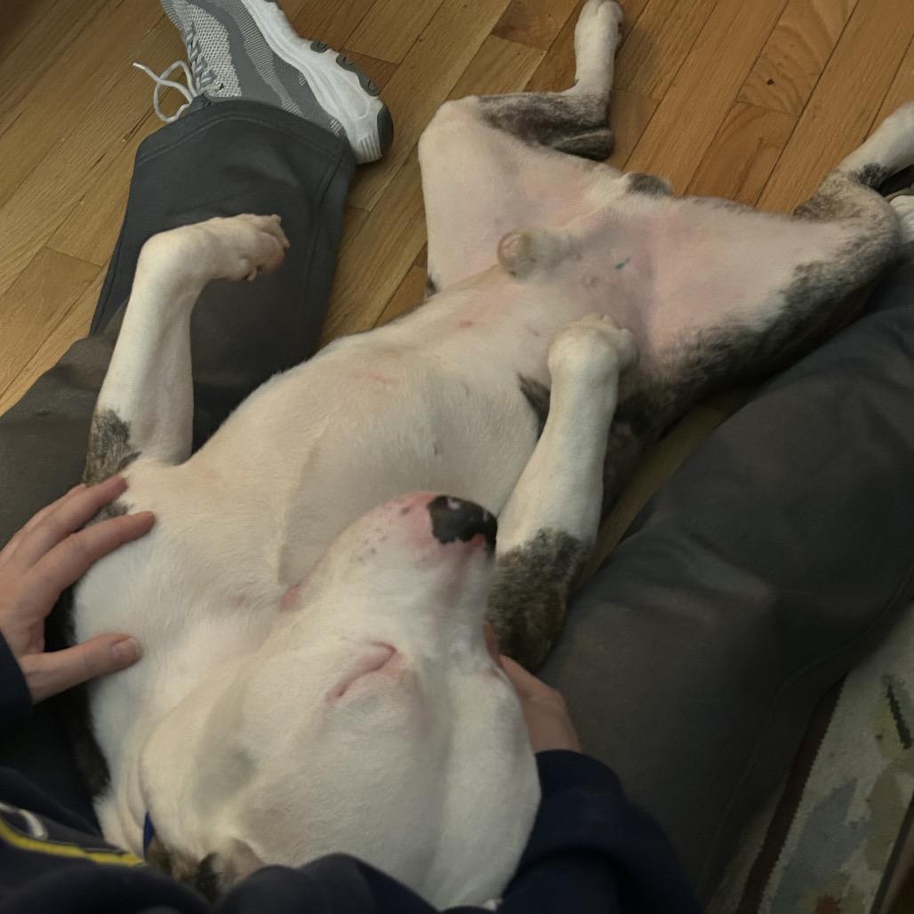 Enlarge Snoopy, a Adoptable Pit Bull Terrier in Reisterstown, MD image 4/4