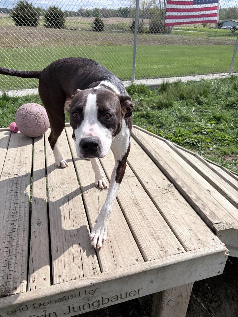 Noelle, Adoptable, Young Female American Staffordshire Terrier.