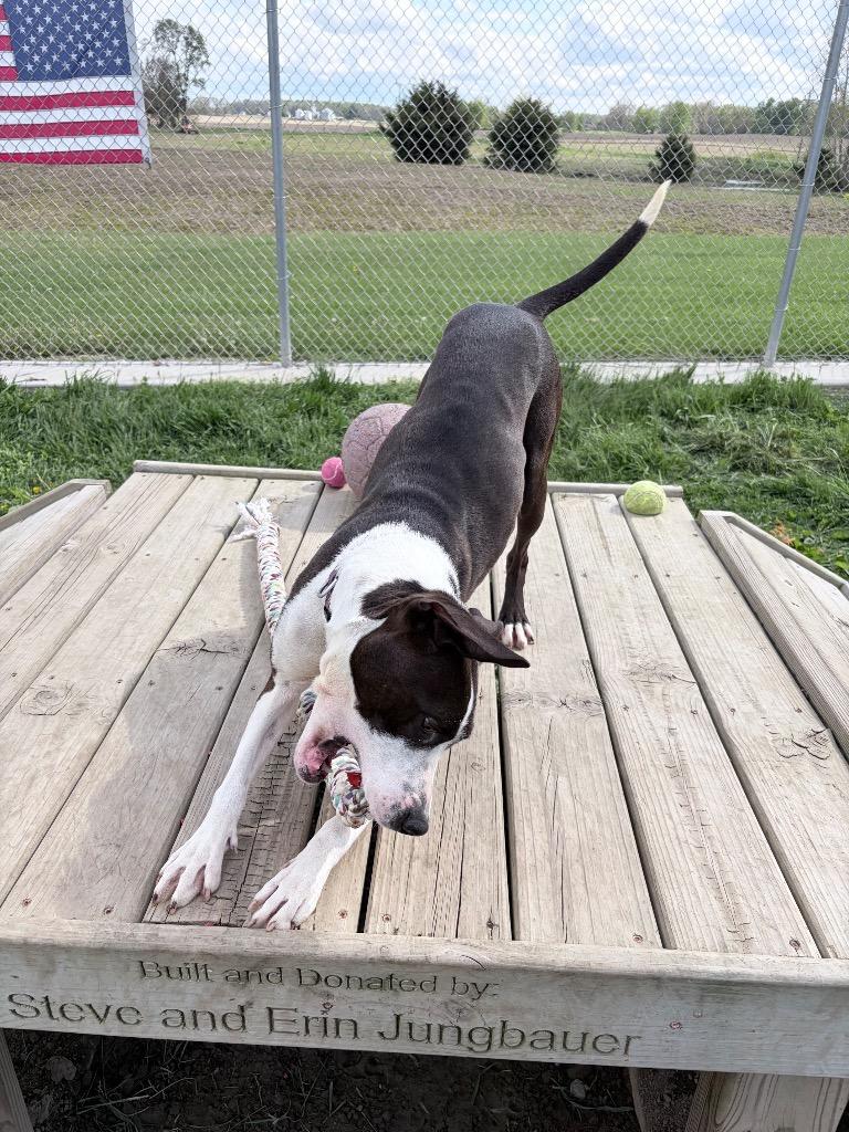 Enlarge Noelle, a Adoptable American Staffordshire Terrier in Pierceton, IN image 2/6
