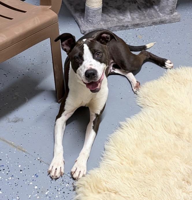 Enlarge Noelle, a Adoptable American Staffordshire Terrier in Pierceton, IN image 3/6