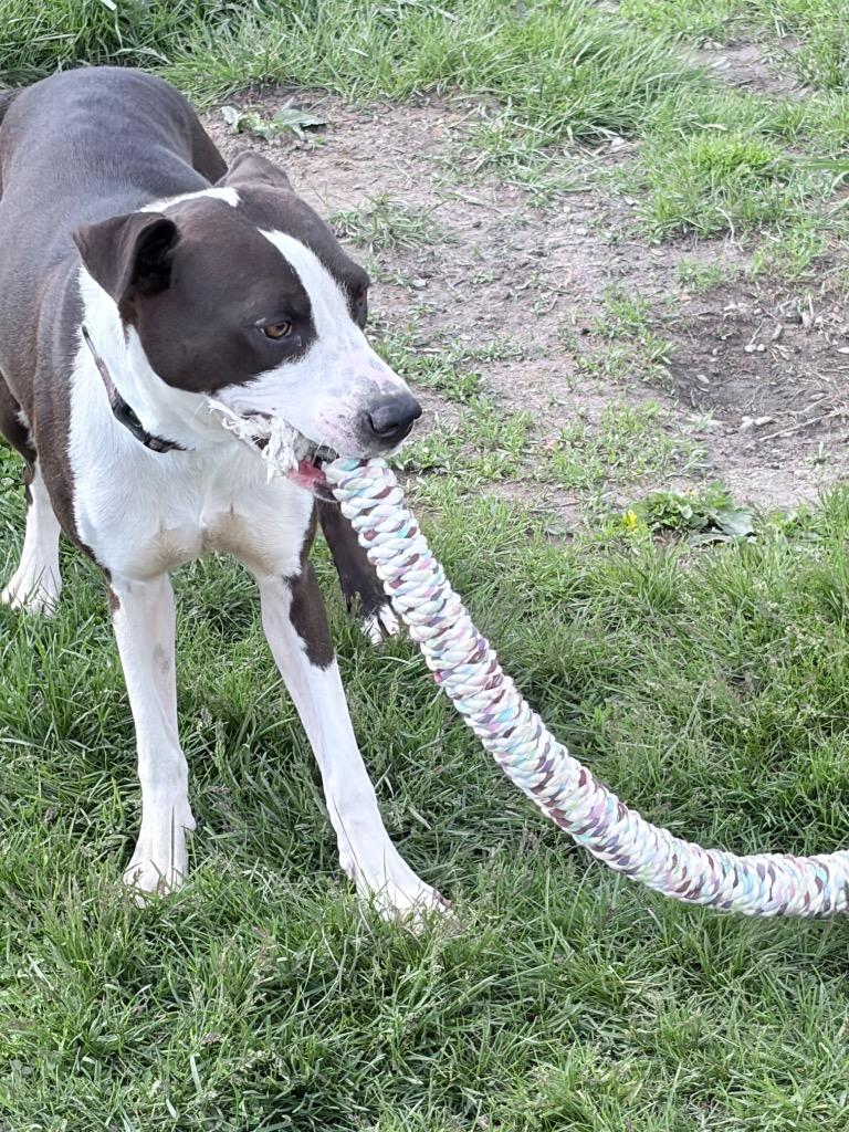 Enlarge Noelle, a Adoptable American Staffordshire Terrier in Pierceton, IN image 4/6