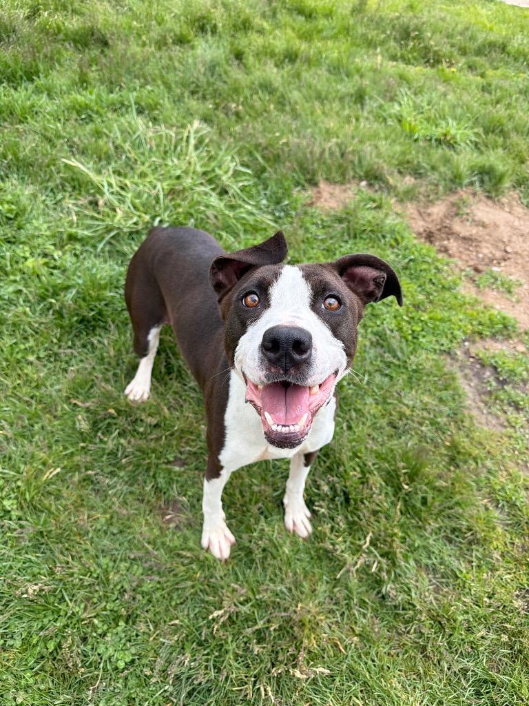 Enlarge Noelle, a Adoptable American Staffordshire Terrier in Pierceton, IN image 5/6