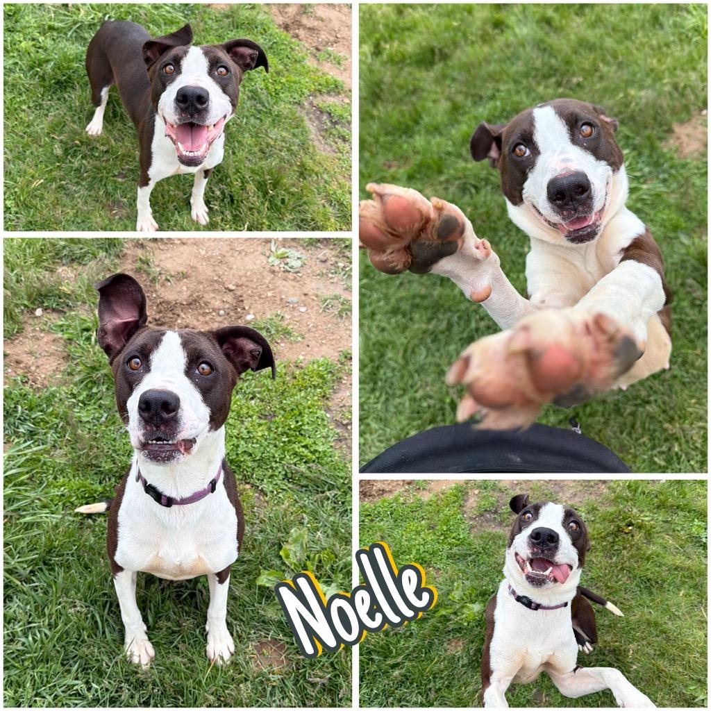 Enlarge Noelle, a Adoptable American Staffordshire Terrier in Pierceton, IN image 6/6