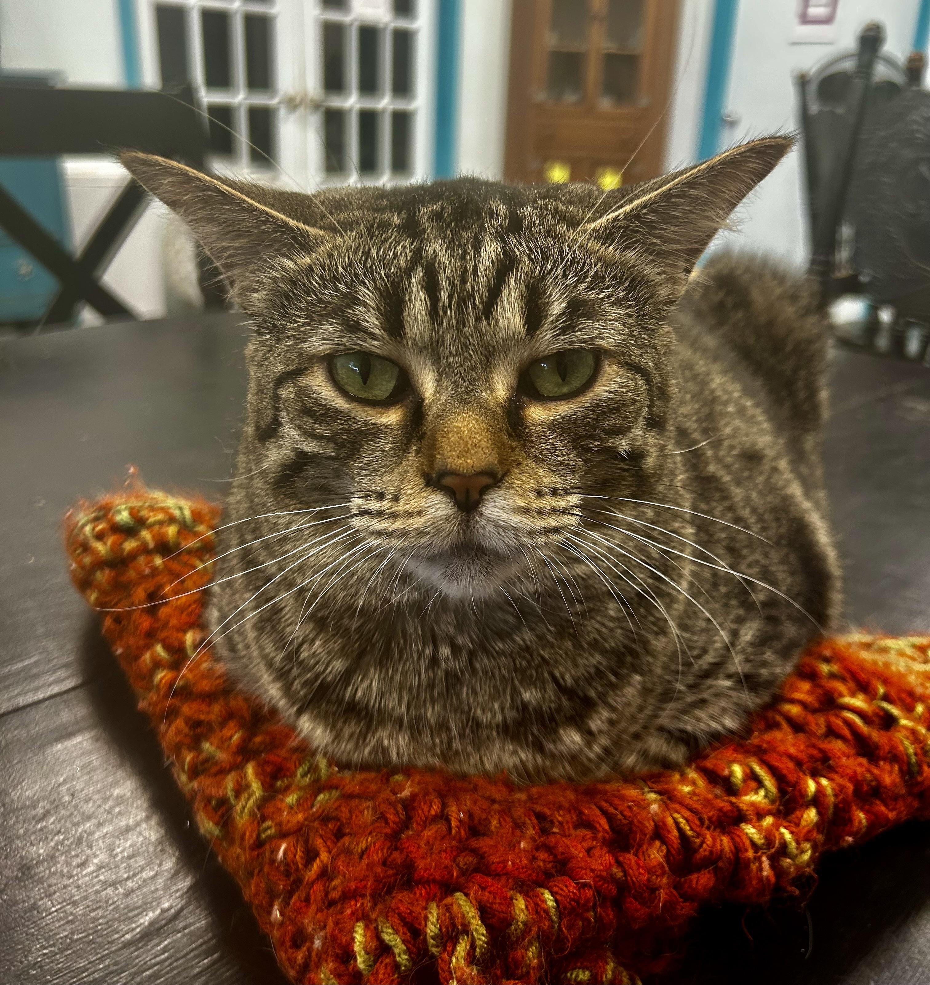 Enlarge Paris, a Adoptable Tabby in Grand Rapids, MI image 1/6