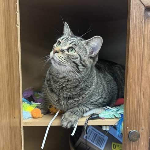 Enlarge Paris, a Adoptable Tabby in Grand Rapids, MI image 2/6