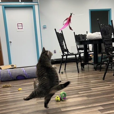 Enlarge Paris, a Adoptable Tabby in Grand Rapids, MI image 5/6