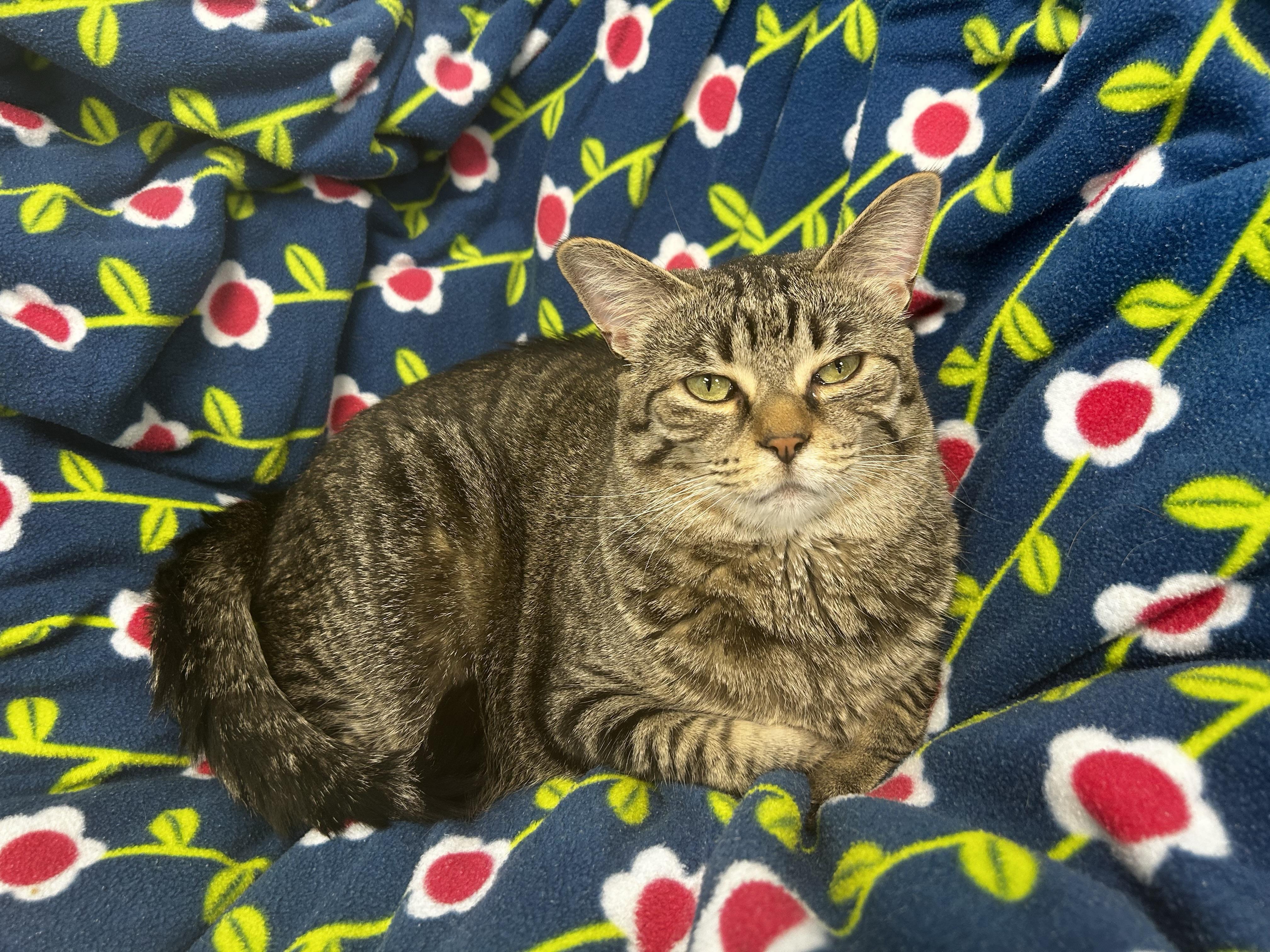 Enlarge Paris, a Adoptable Tabby in Grand Rapids, MI image 6/6
