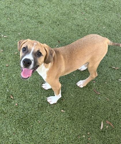 Enlarge Remedy, a Adoptable mixed breed in Daphne, AL image 1/3