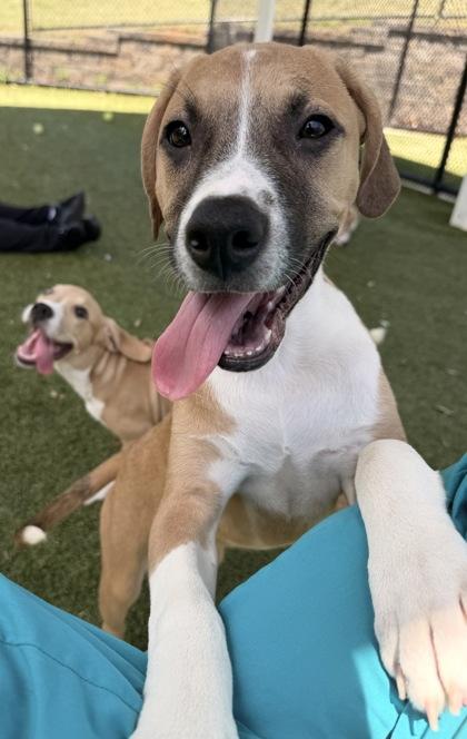 Enlarge Remedy, a Adoptable mixed breed in Daphne, AL image 2/3