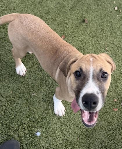 Enlarge Remedy, a Adoptable mixed breed in Daphne, AL image 3/3