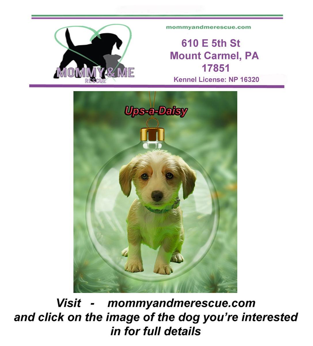 Ups-a-Daisy, Adoptable, Puppy Female Corgi & Poodle.