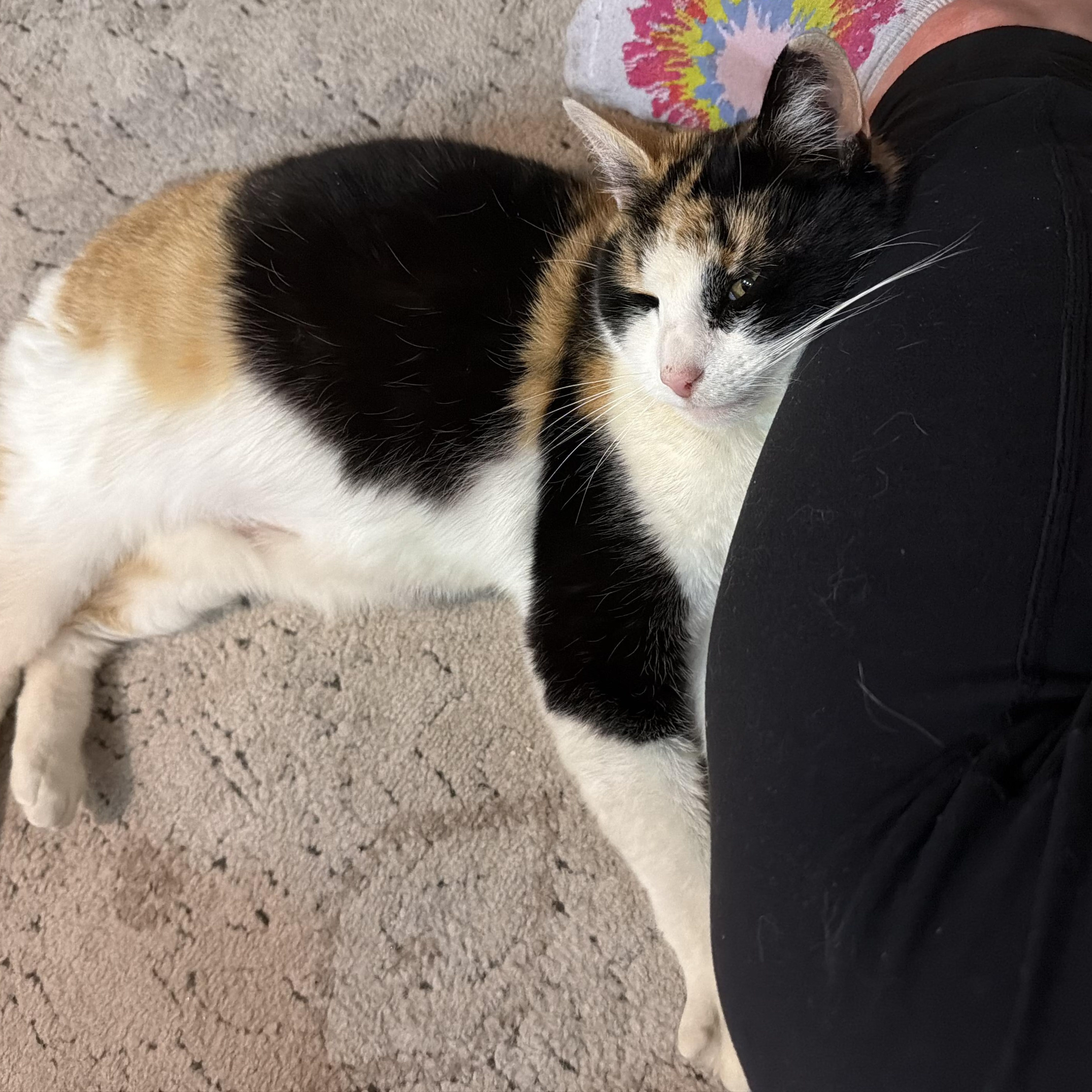 Enlarge Eloise, a ADOPTABLE mixed breed in New york, NY image 3/4