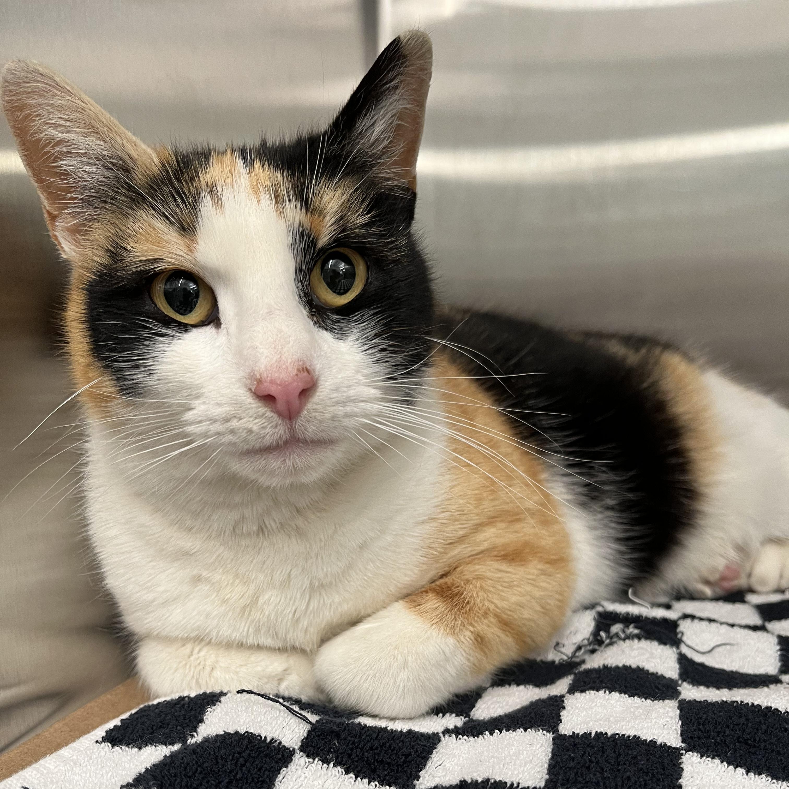 Eloise, ADOPTABLE, Young Female Domestic Short Hair.