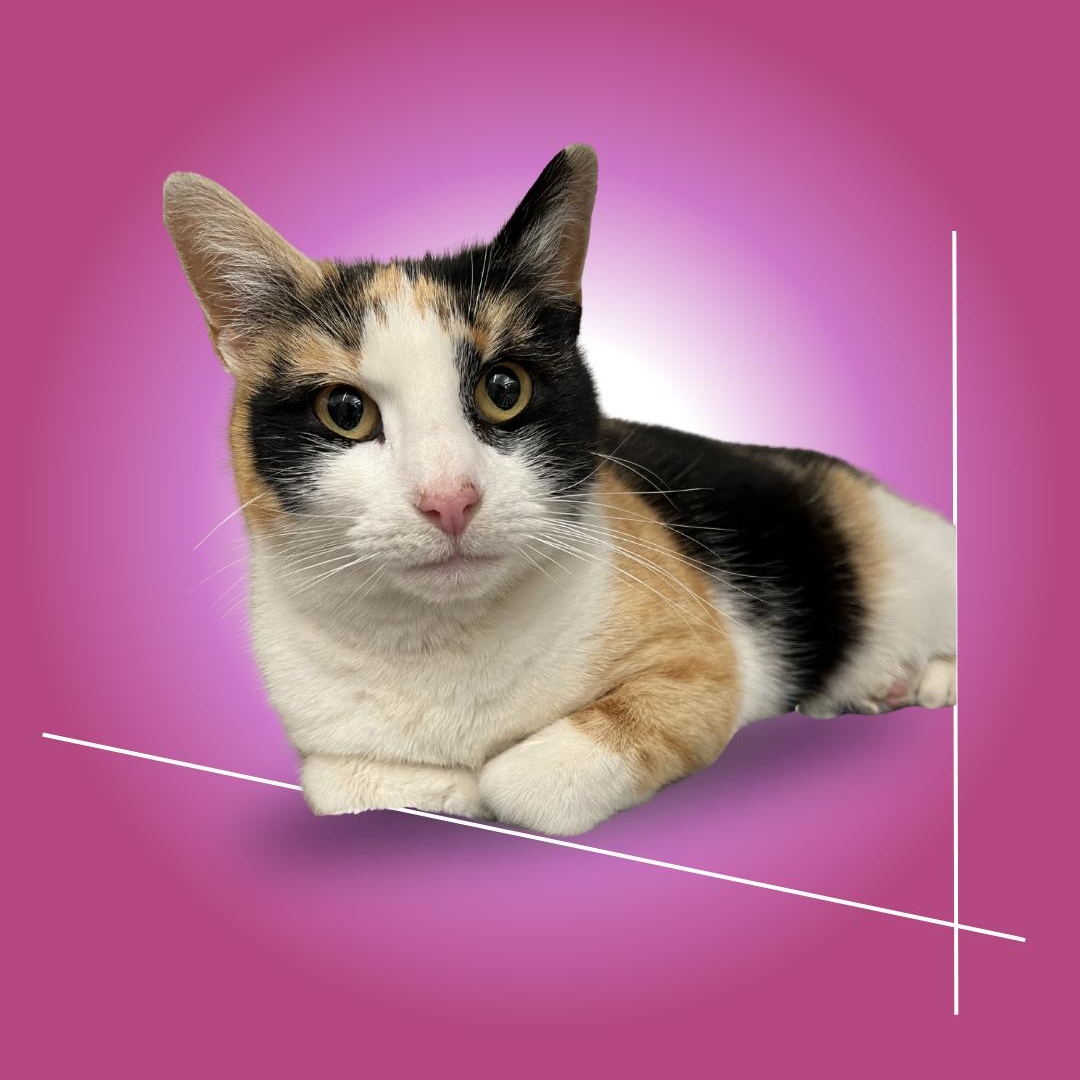 Enlarge Eloise, a ADOPTABLE mixed breed in New york, NY image 1/1