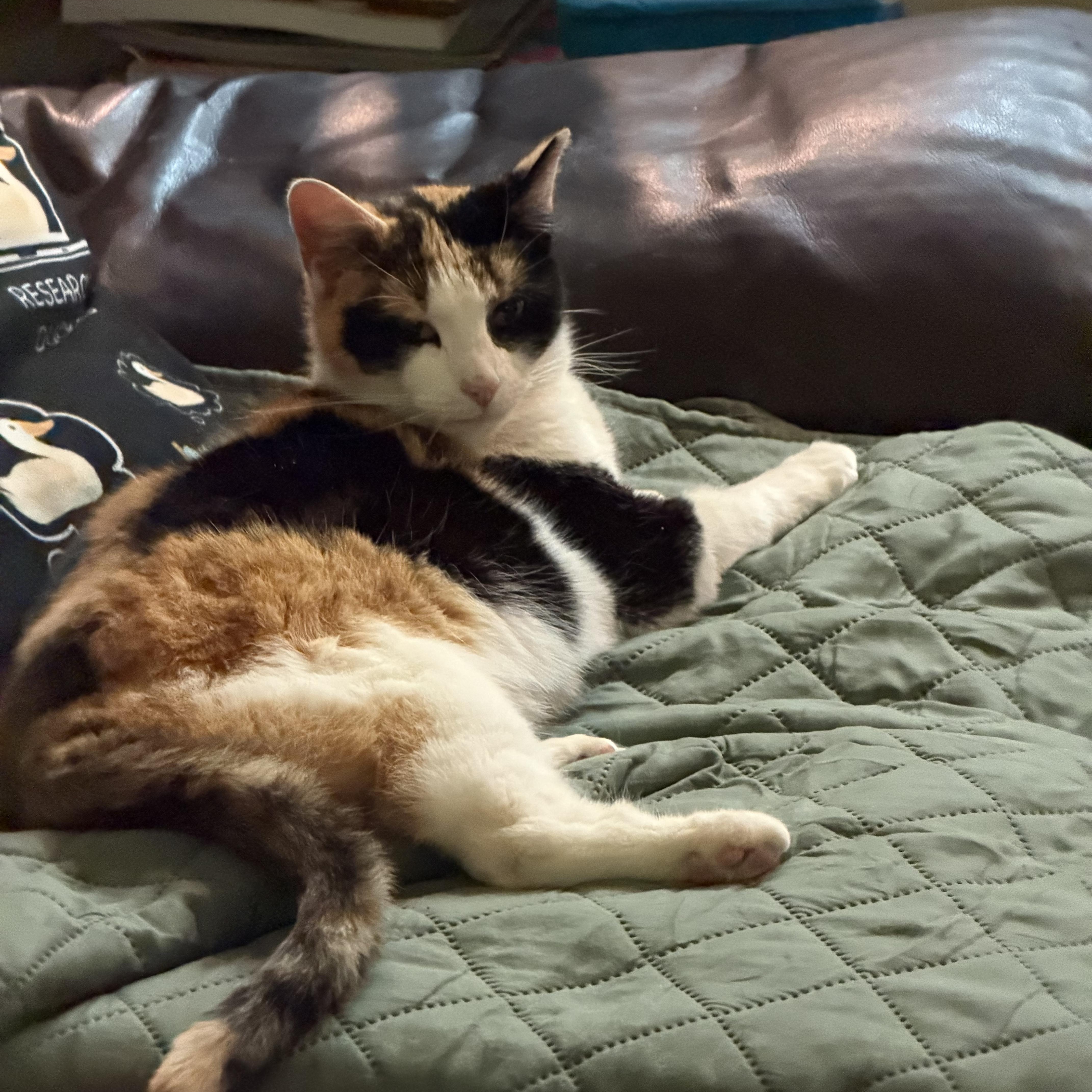 Enlarge Eloise, a ADOPTABLE mixed breed in New york, NY image 2/4