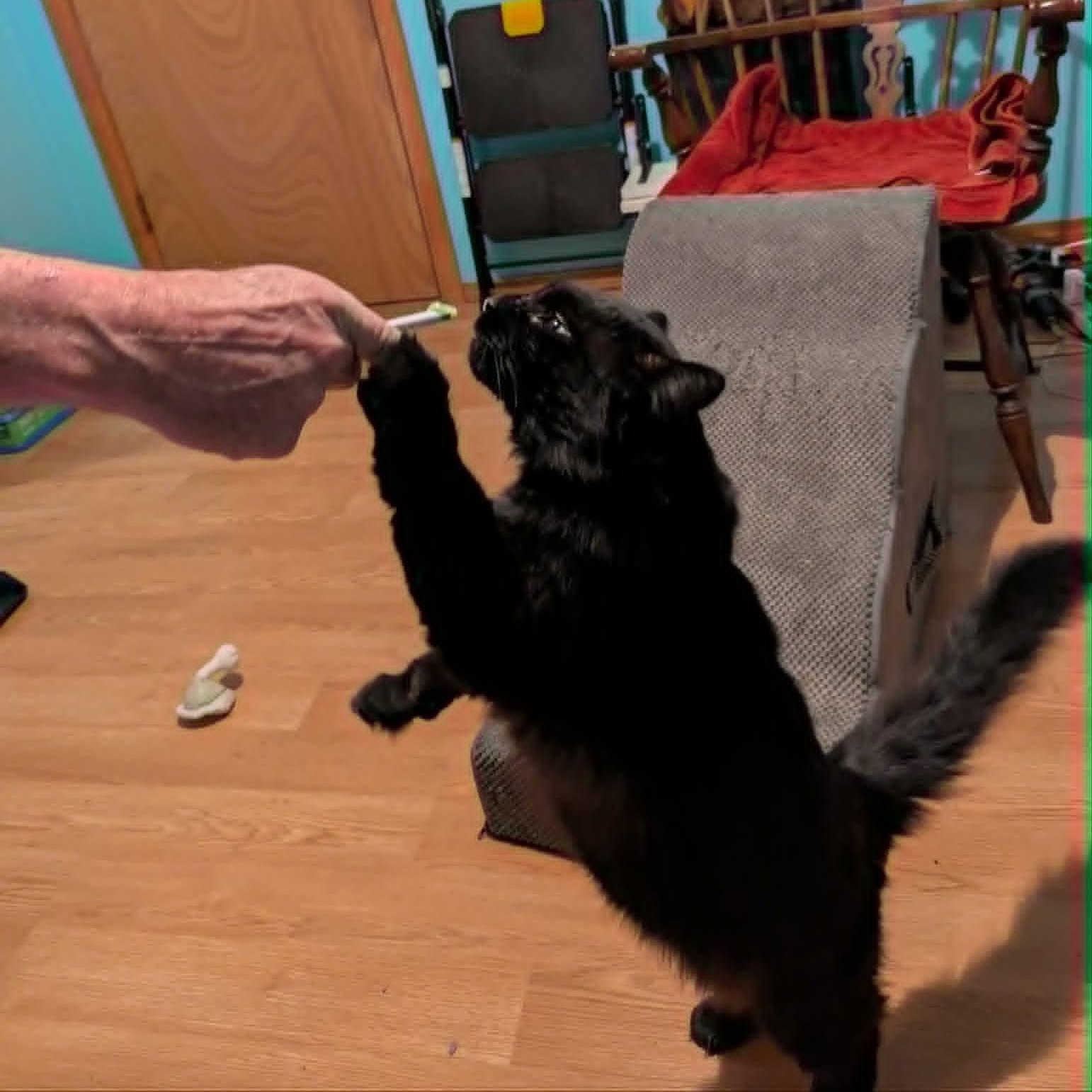 Snape, an adopted Domestic Long Hair in Gladstone, OR image 5/6