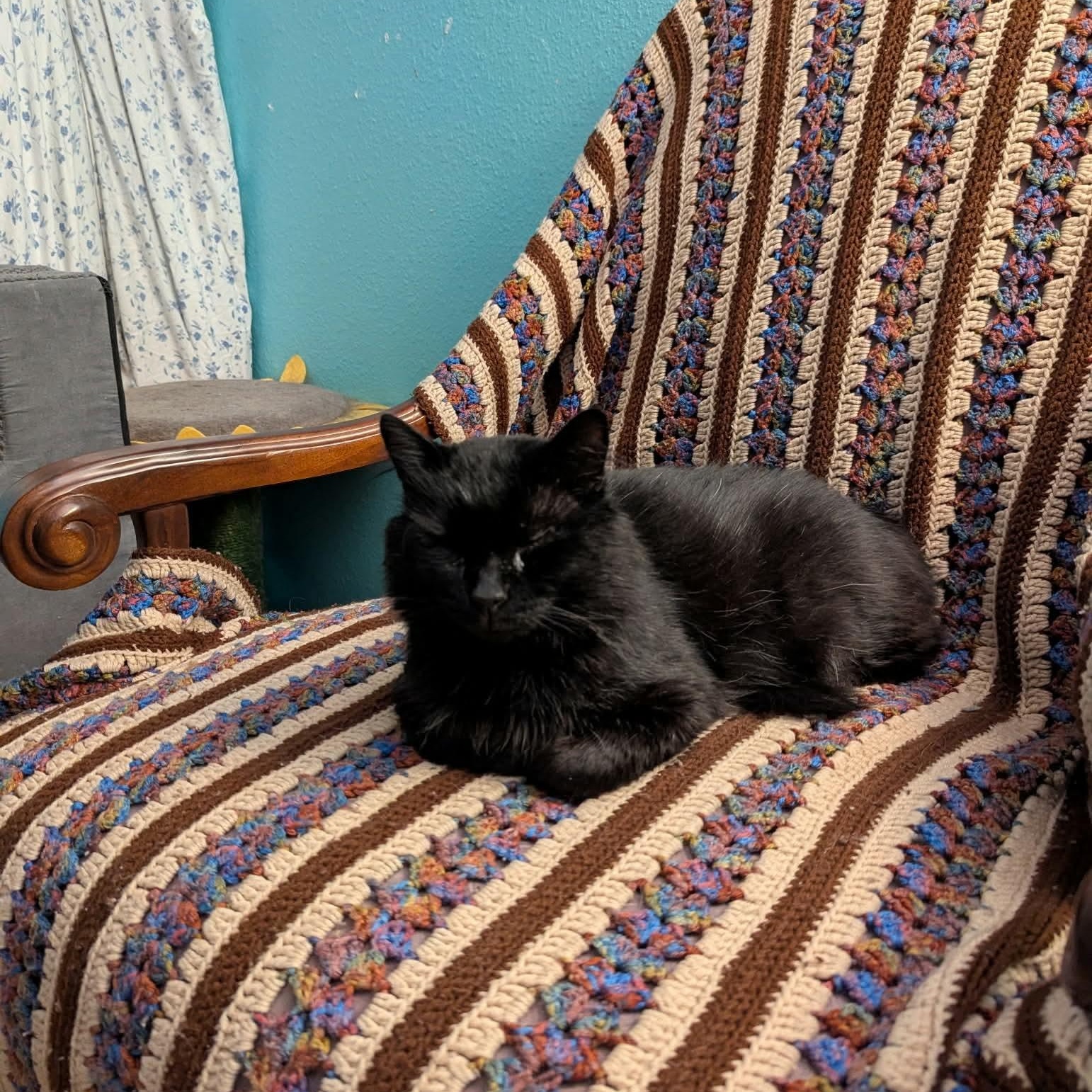 Snape, an adopted Domestic Long Hair in Gladstone, OR image 4/6