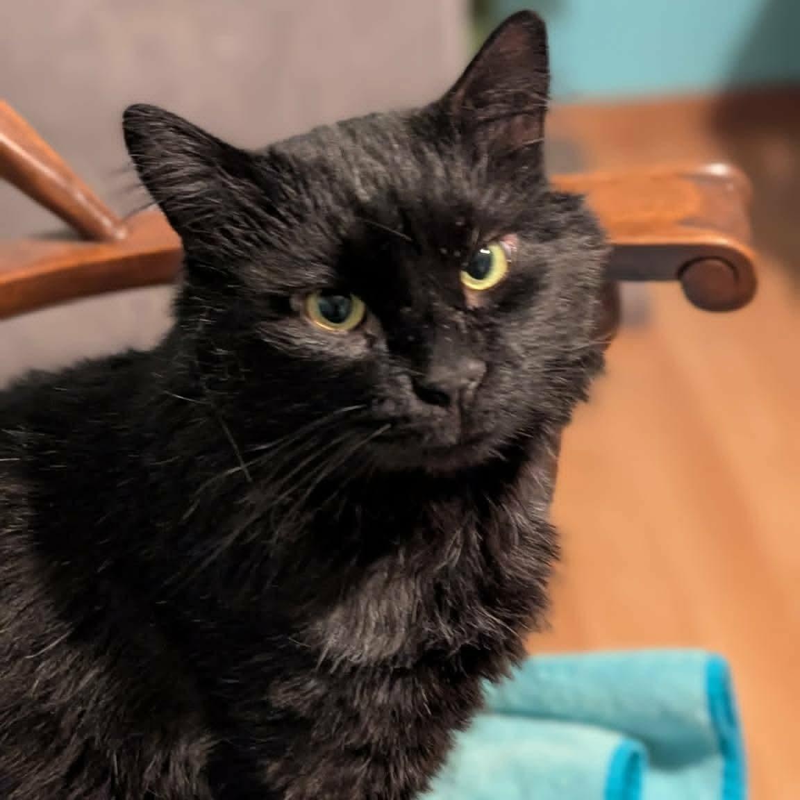 Snape, an adopted Domestic Long Hair in Gladstone, OR image 3/6