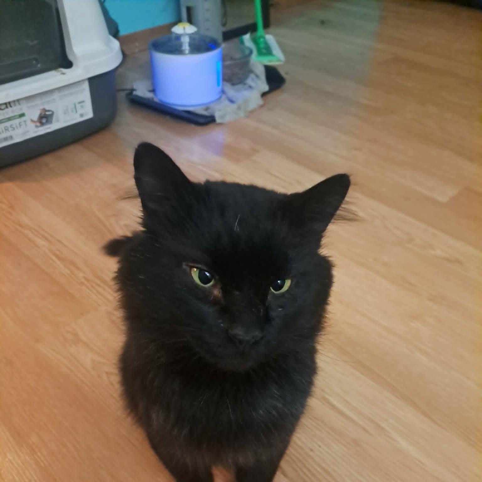 Snape, adopted, Adult Male Domestic Long Hair.