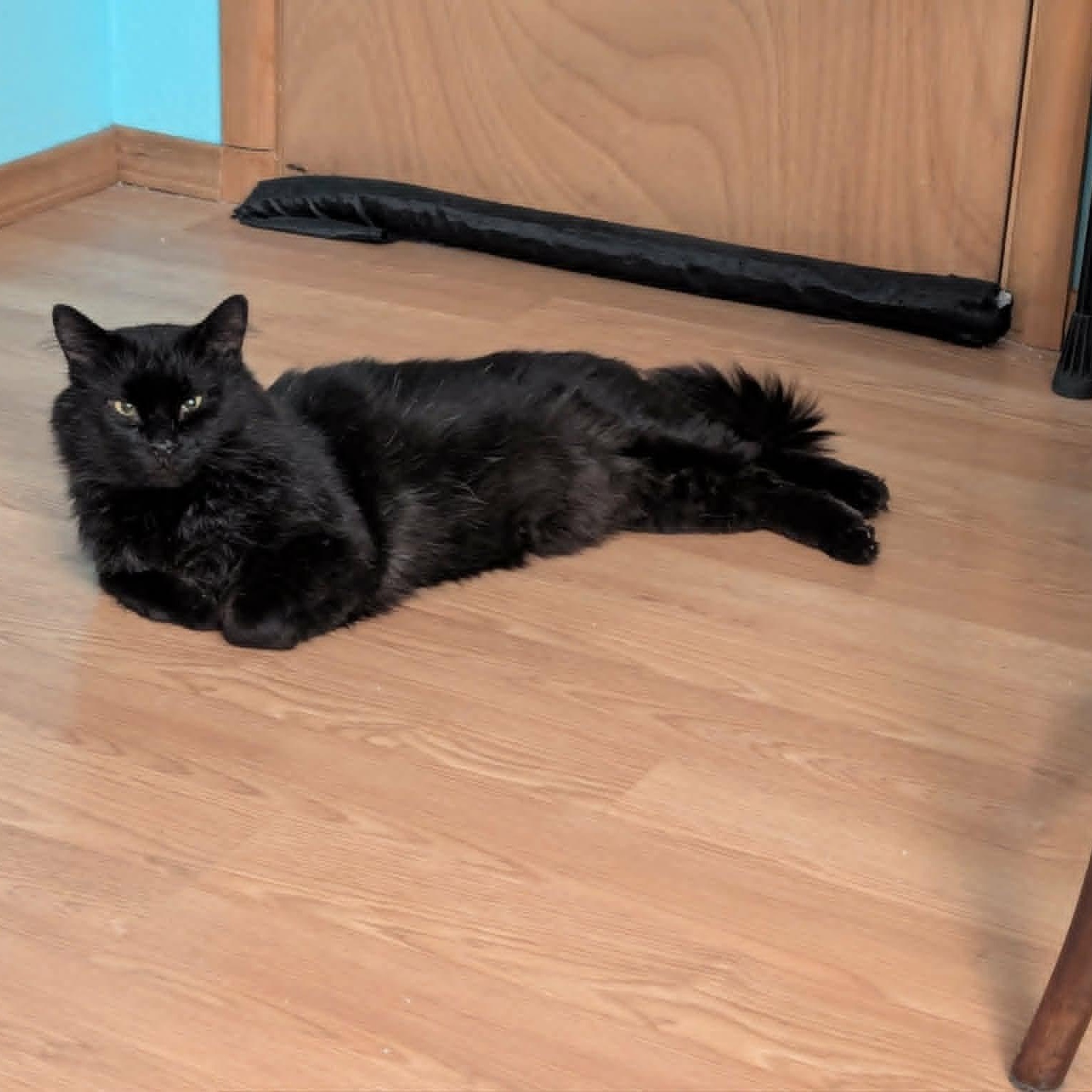 Snape, an adopted Domestic Long Hair in Gladstone, OR image 6/6