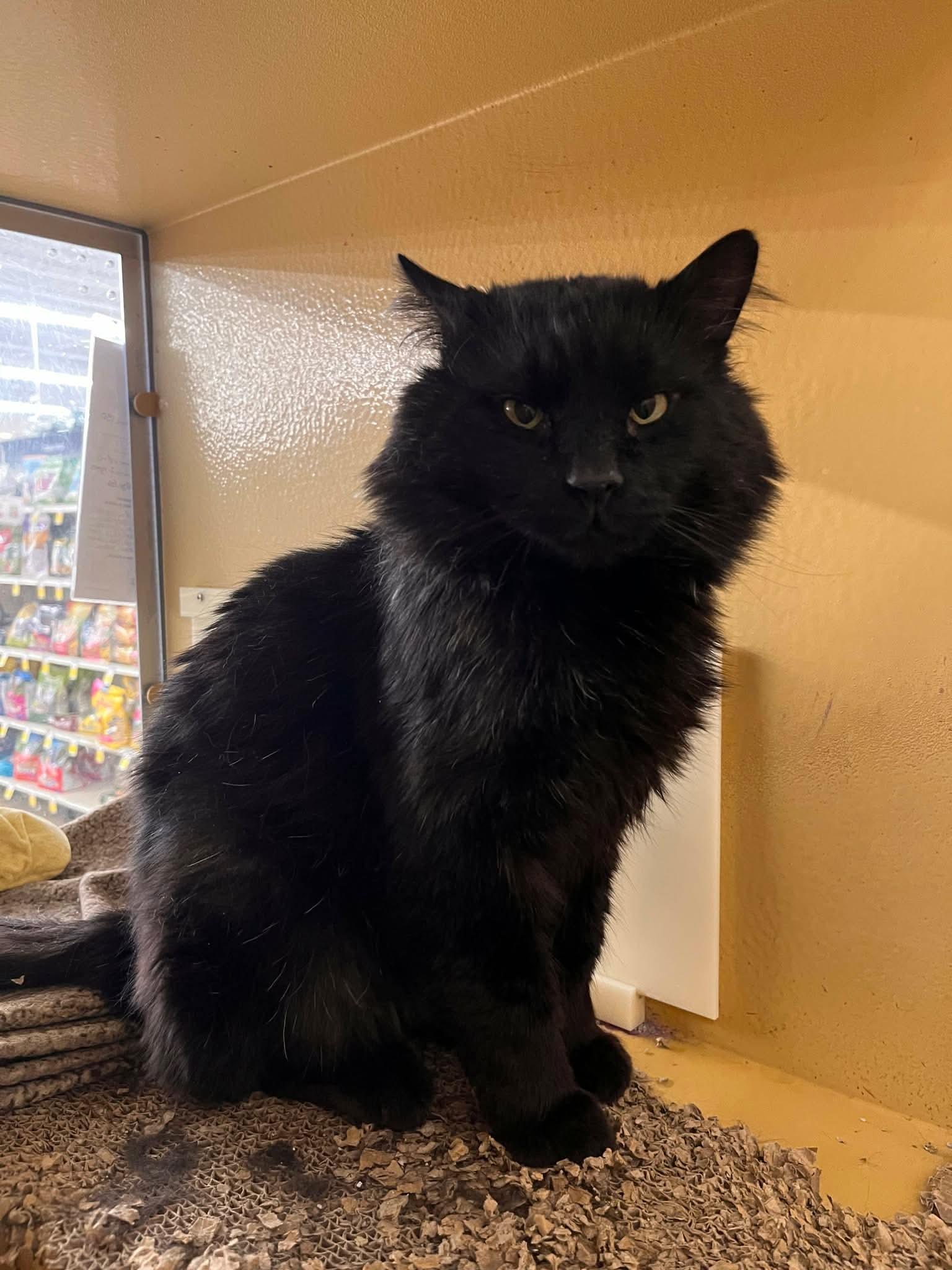 Snape, an adopted Domestic Long Hair in Gladstone, OR image 2/6