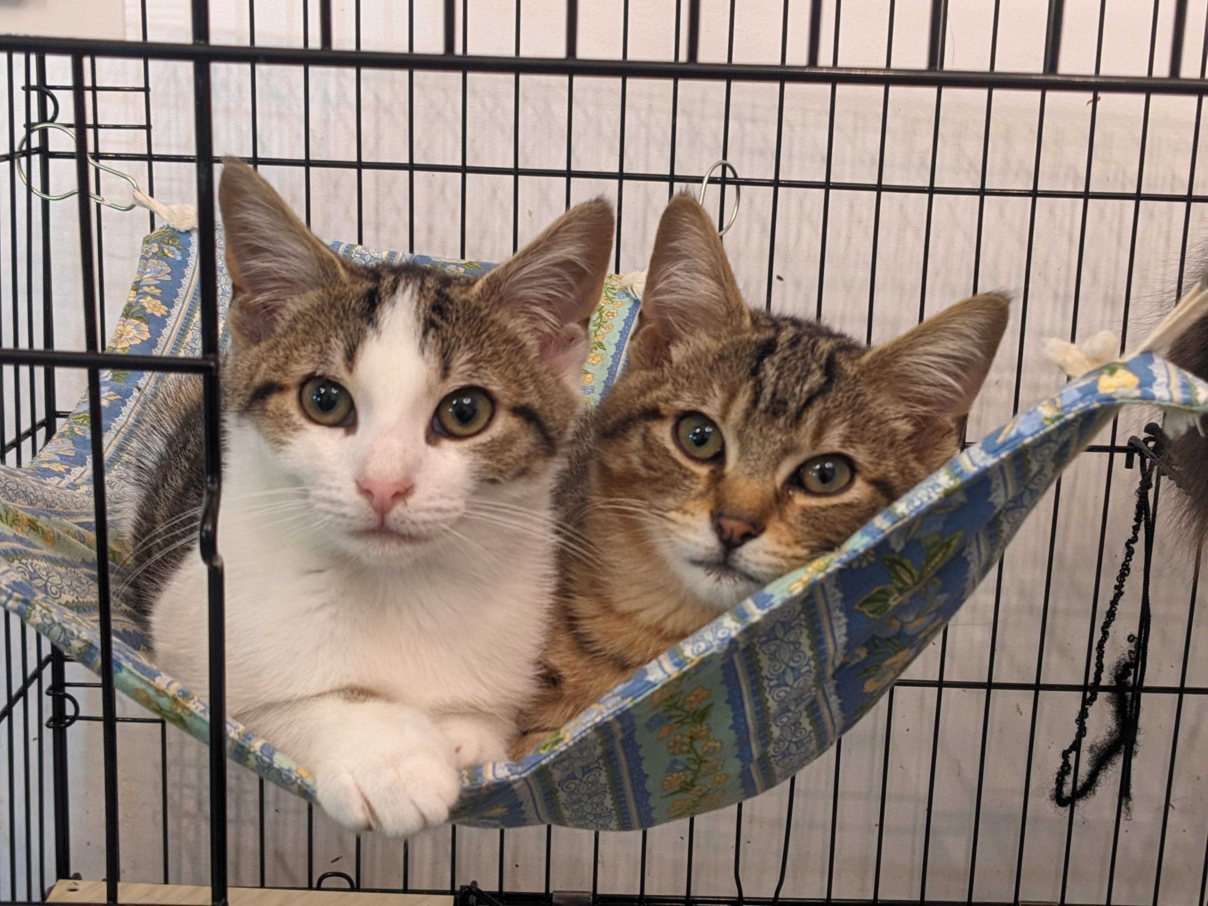 Enlarge Gru & Stuart, an adopted Domestic Short Hair in Rocky Ridge, MD image 1/2