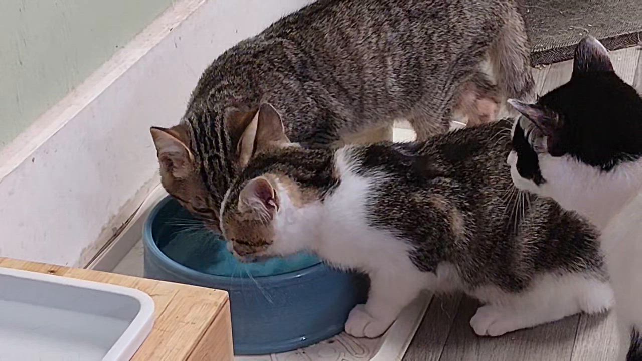 Enlarge Gru & Stuart, an adopted Domestic Short Hair in Rocky Ridge, MD video 2/2