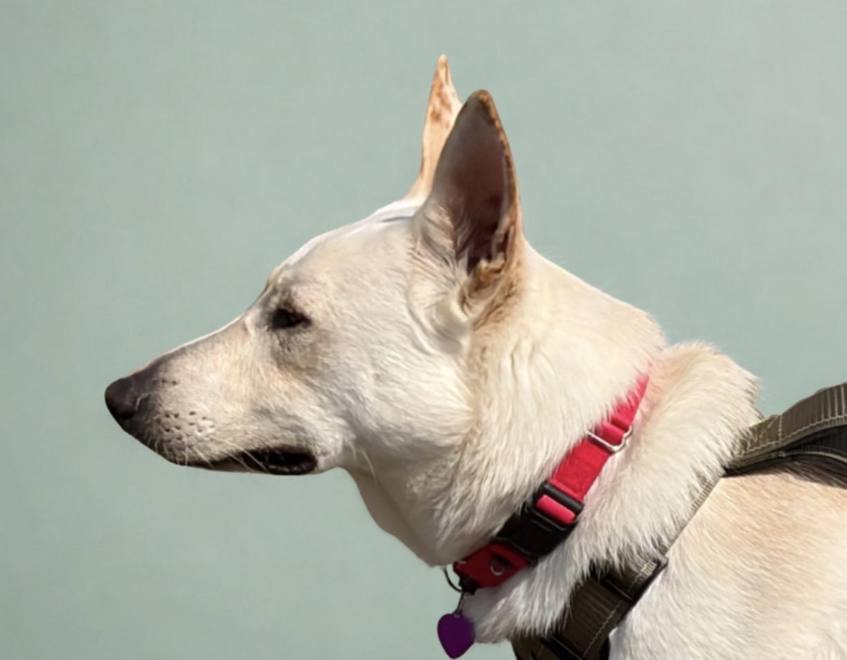 Snow, a ADOPTABLE mixed breed in Warrenton, VA image 5/6
