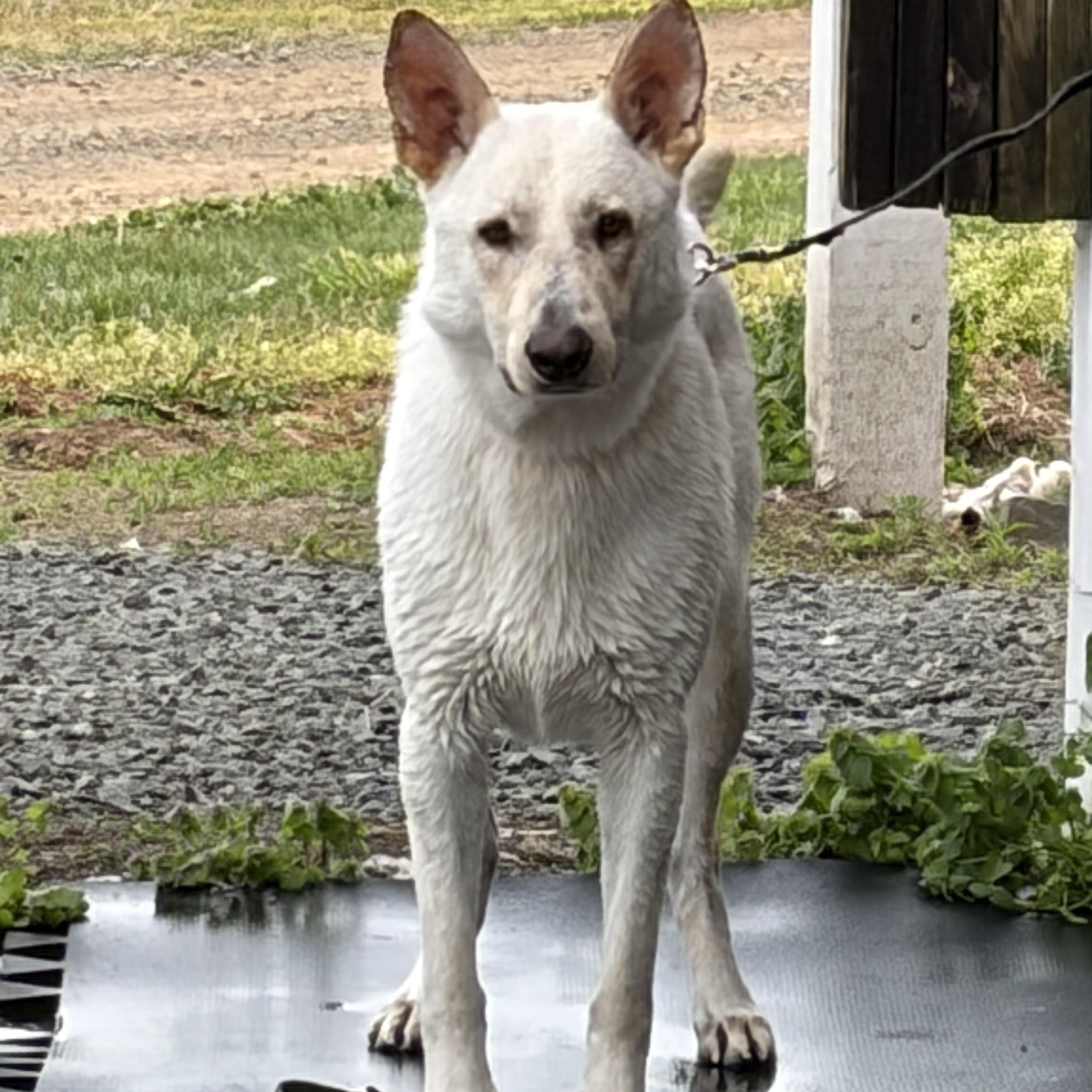 Snow, a ADOPTABLE mixed breed in Warrenton, VA image 3/6
