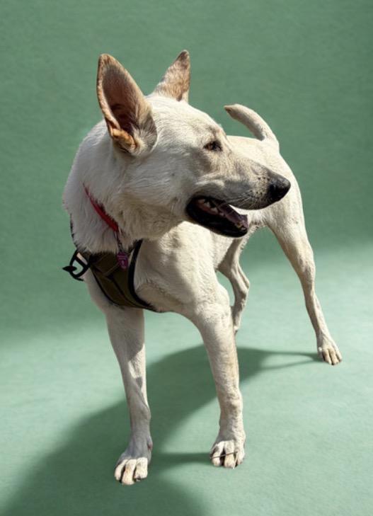 Snow, a ADOPTABLE mixed breed in Warrenton, VA image 2/6