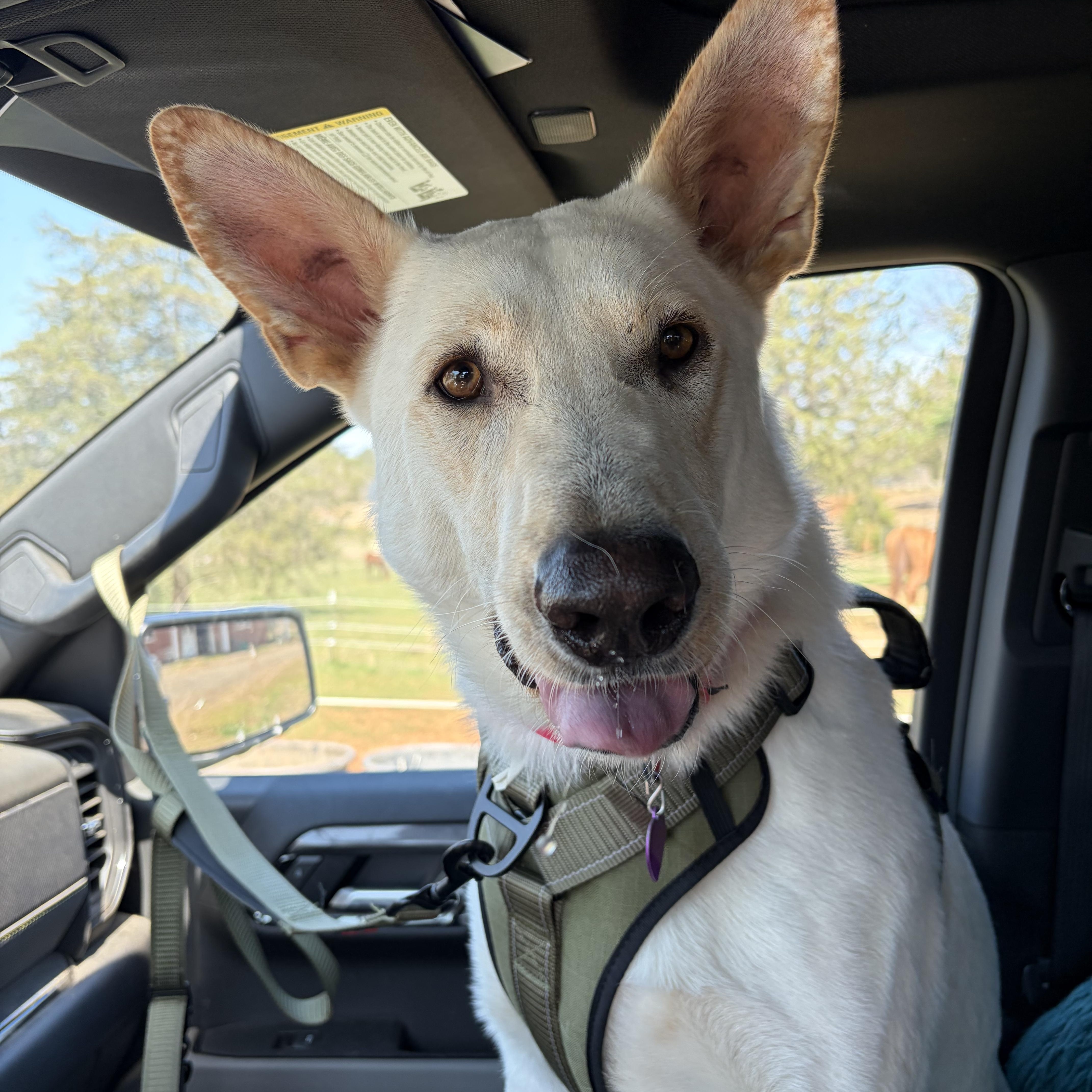 Snow, ADOPTABLE, Young Male White German Shepherd.