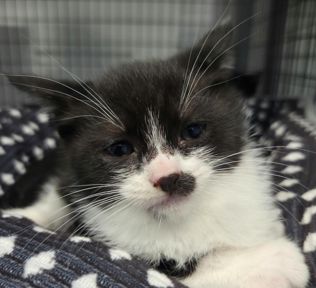 Ria, Adoptable, Kitten Female Domestic Short Hair.